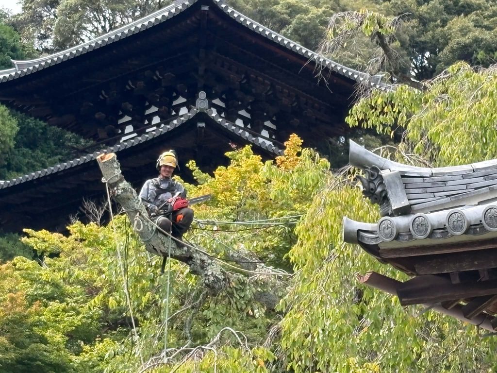枝垂れ桜を、次の百年へ